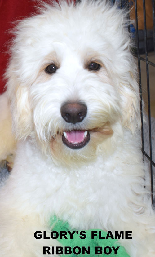 australian labradoodle