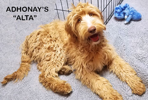 australian labradoodle