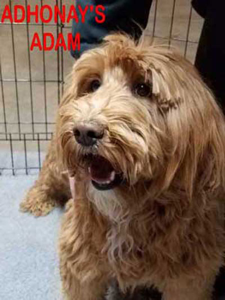 Adhonay's Labradoodles Multigen Australian Labradoodles