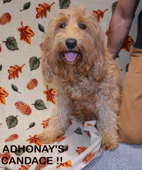 australian labradoodle