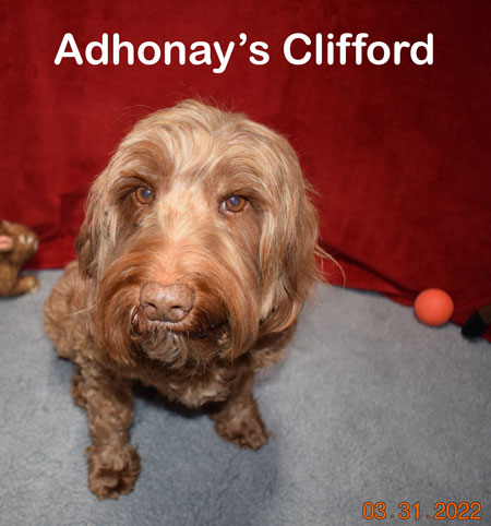 australian labradoodle