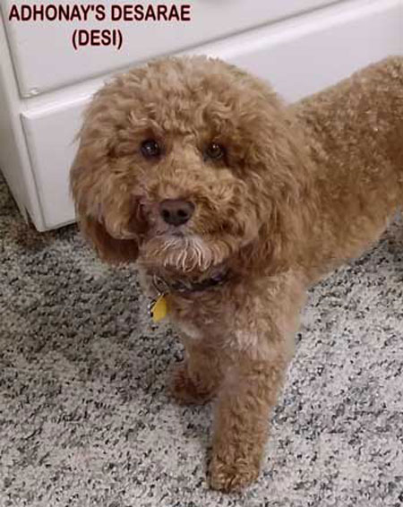australian labradoodle