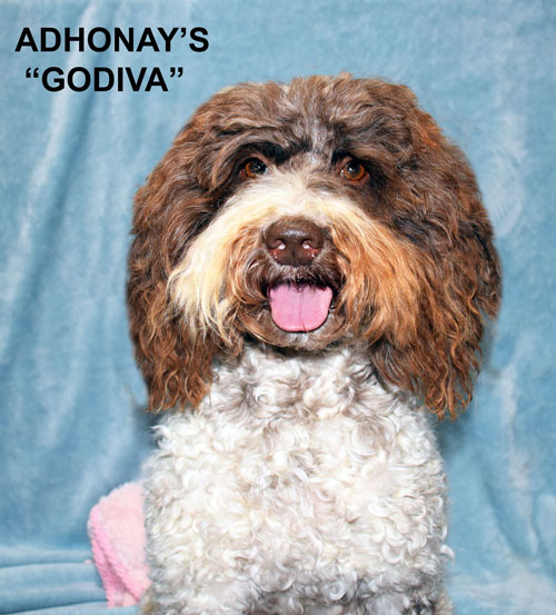 australian labradoodle