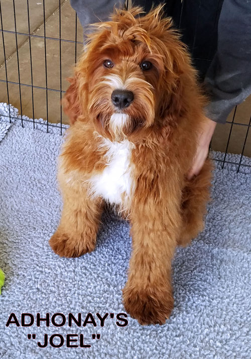 Adhonay's Labradoodles Multigen Australian Labradoodles
