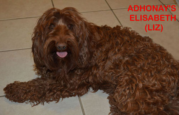 Adhonays Labradoodles Multigen Australian Labradoodle