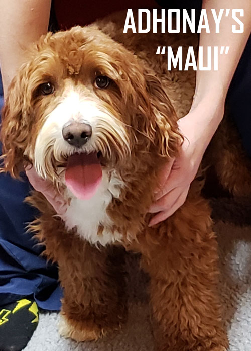 Adhonay's Labradoodles Multigen Australian Labradoodles