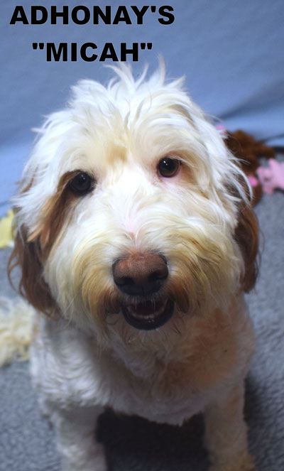 australian labradoodle