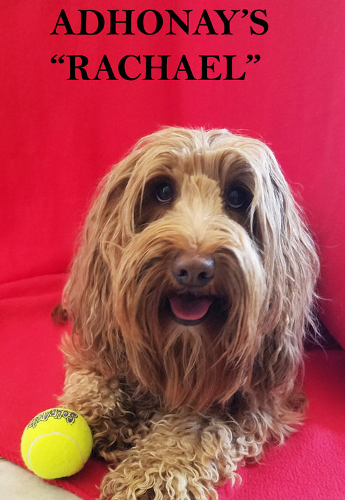 australian labradoodle