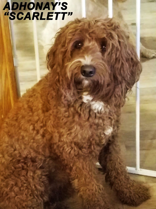 australian labradoodle