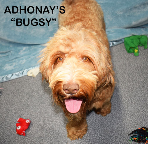 australian labradoodle