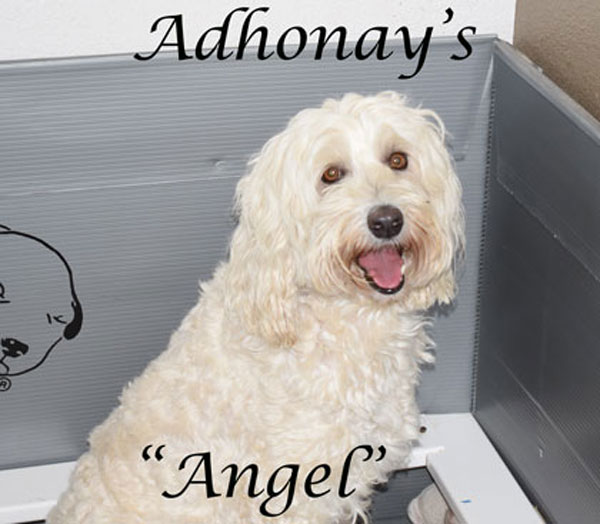 australian labradoodle
