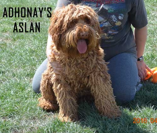 australian labradoodle