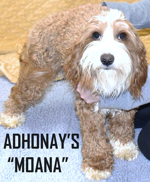 Adhonay's Labradoodles Multigen Australian Labradoodles