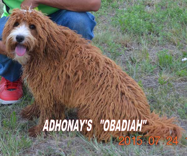 australian labradoodle