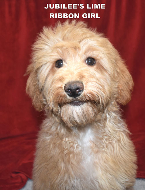 australian labradoodle