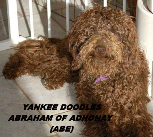 Adhonay's Labradoodles Multigen Australian Labradoodles