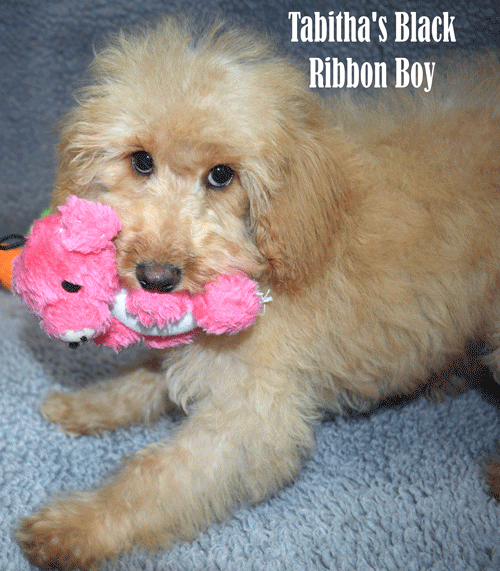Adhonay's Labradoodles Australian Labradoodles Multigen